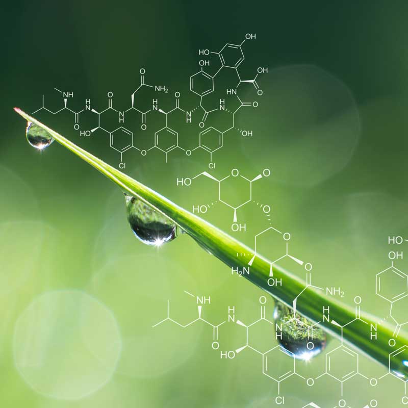 How EDDI Supports Sustainable Agricultural Practices in Mexico