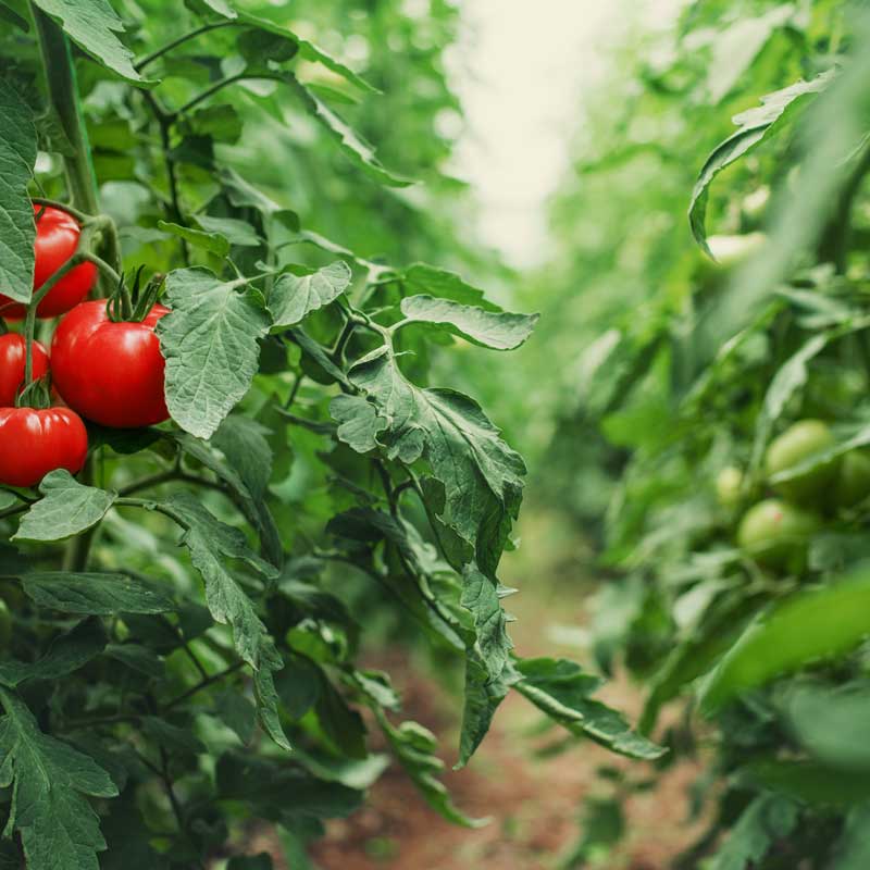 Trends in Mexico’s Animal Feed Industry: Why EDDI Is Gaining Popularity