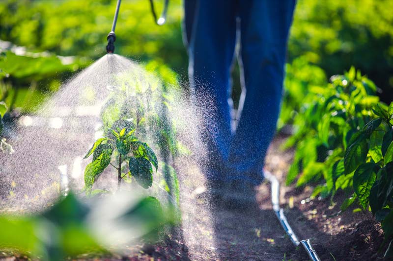 The Role of Copper Sulfate in Agriculture: Fungicide, Algaecide, and Soil Additive