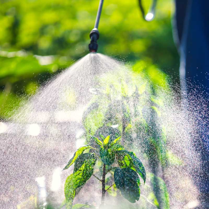 Plants being fertilized with chemical sprayers.