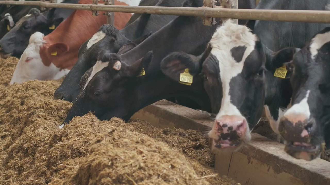 Livestock eating feed made with Copper Carbonate from a trough.